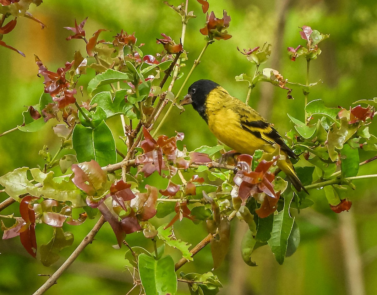 Hooded Siskin - ML645317144