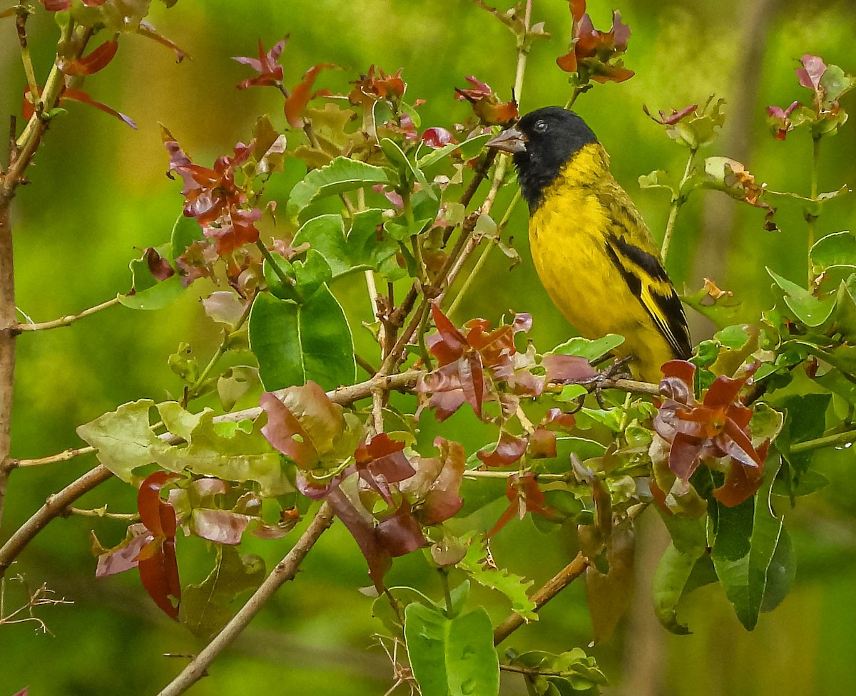 Hooded Siskin - ML645317145