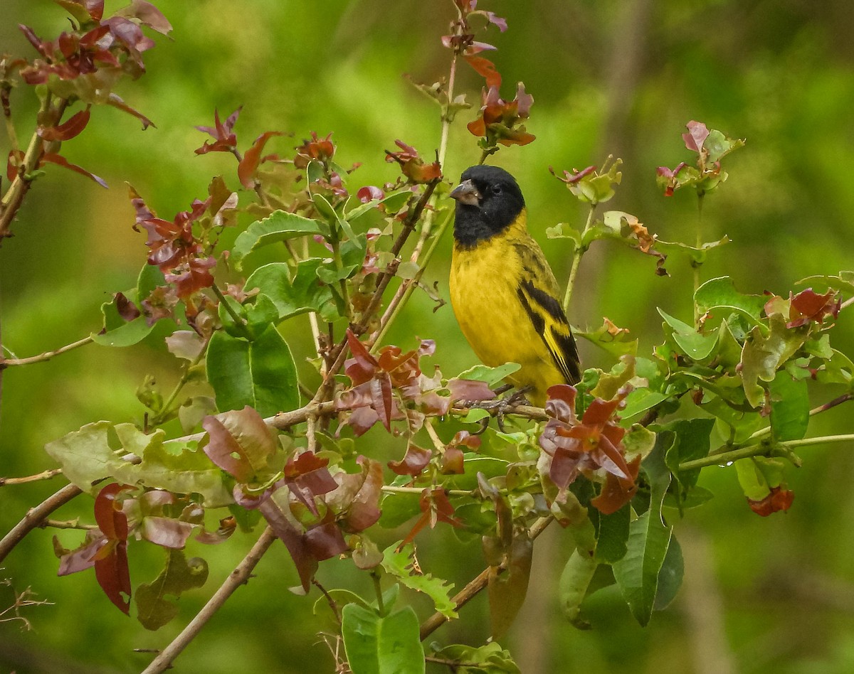Hooded Siskin - ML645317146