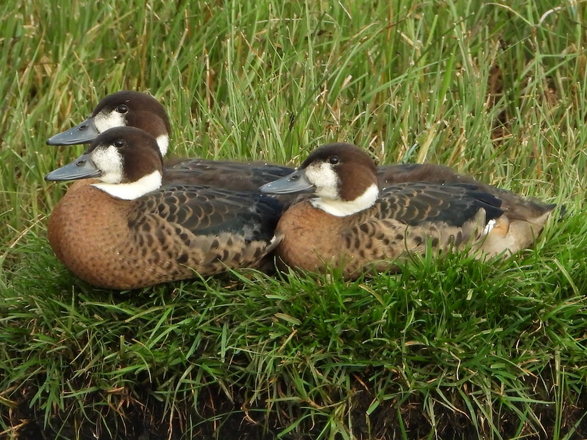 Spectacled Duck - ML645317173
