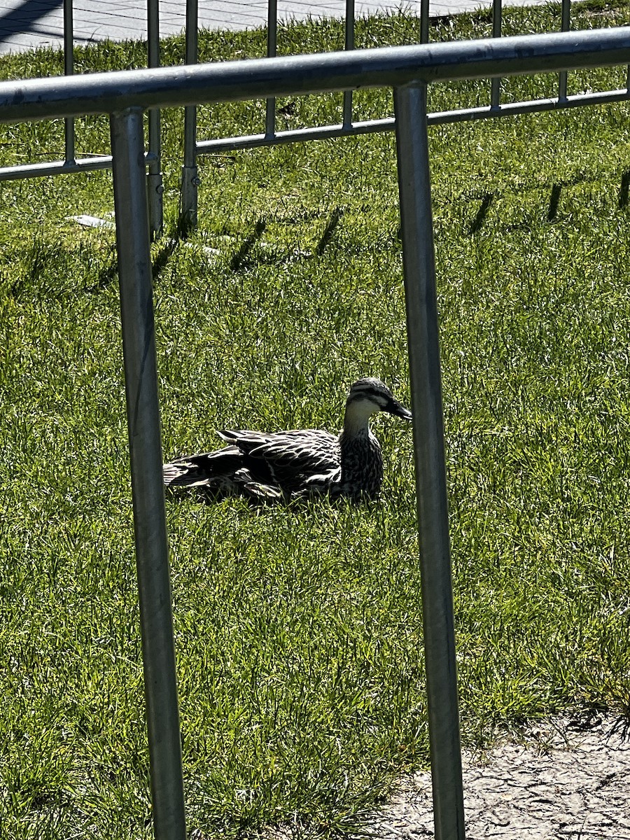 Pacific Black Duck/Mallard - ML645317174