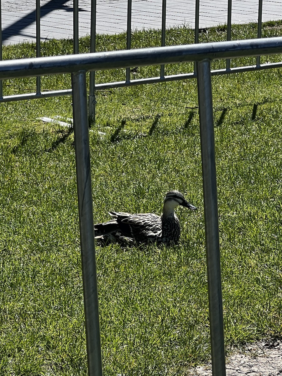 Pacific Black Duck/Mallard - ML645317175