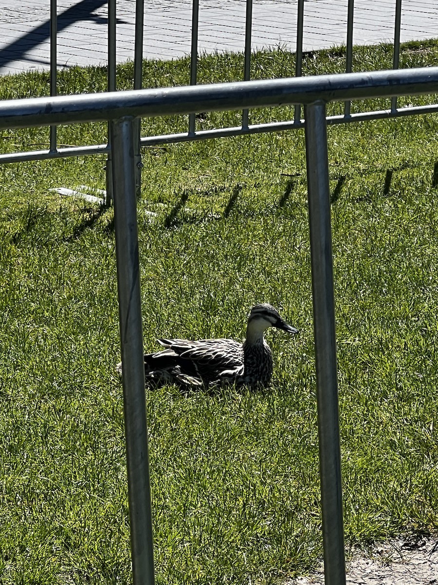 Pacific Black Duck/Mallard - ML645317176