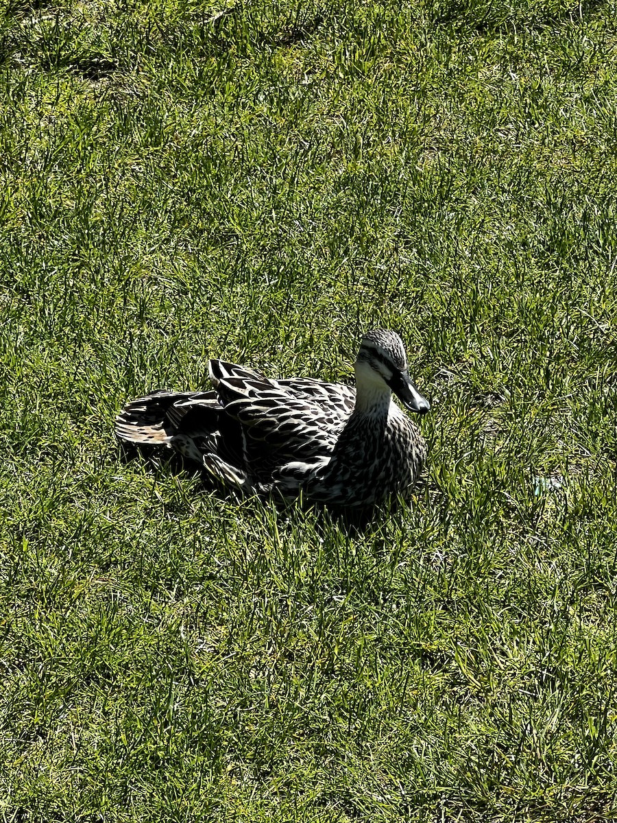 Pacific Black Duck/Mallard - ML645317177