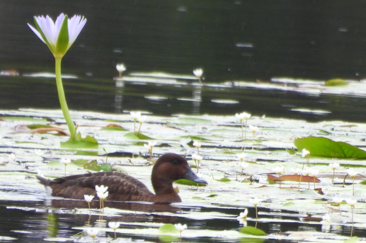 Hardhead - ML645317181