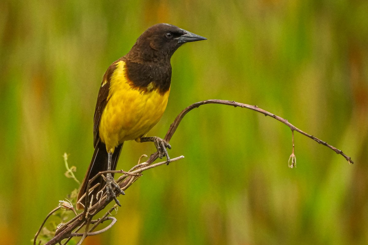 Мочарець жовтогузий - ML645317182