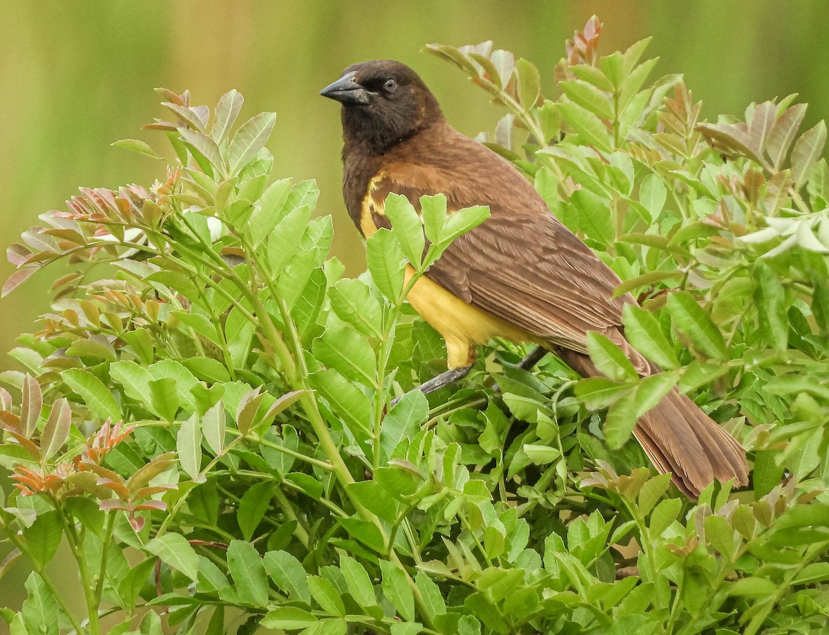 Мочарець жовтогузий - ML645317183