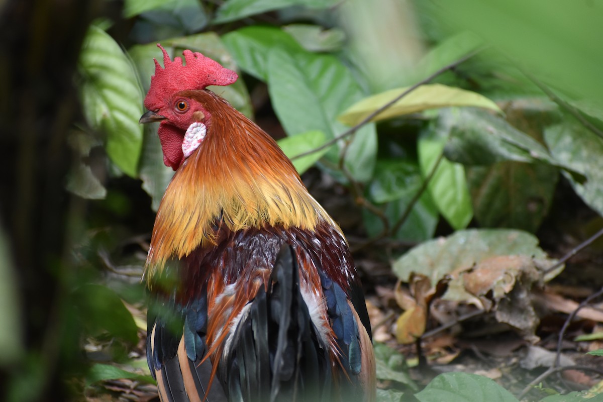 תרנגול בר - ML645317201