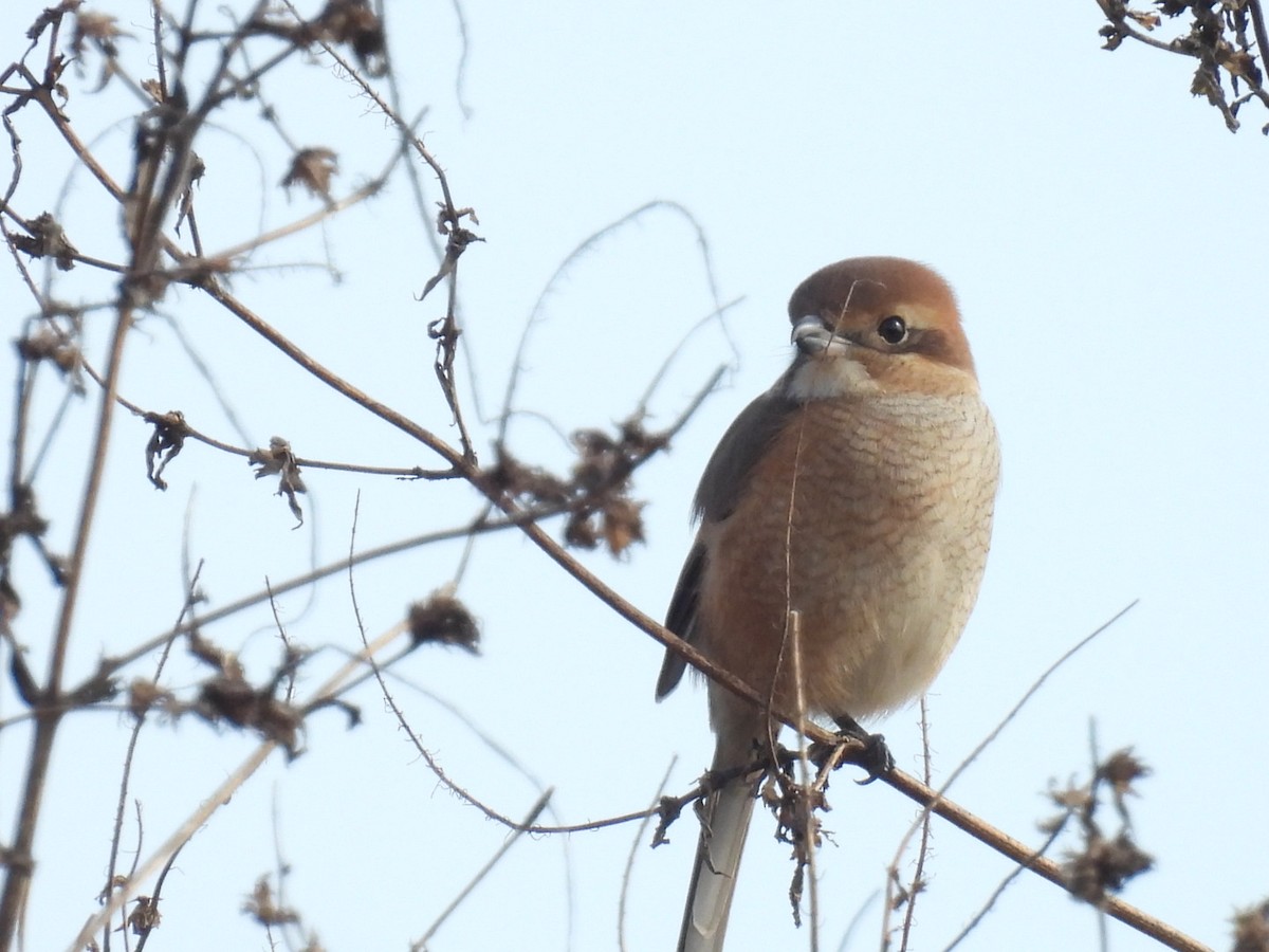 Bull-headed Shrike - ML645317208