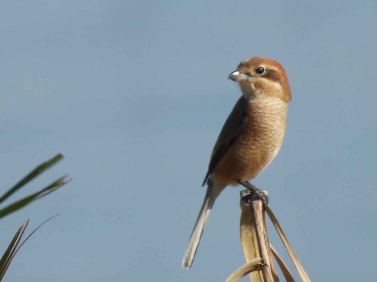 Bull-headed Shrike - ML645317209