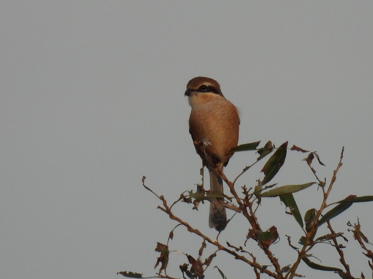 Bull-headed Shrike - ML645317210