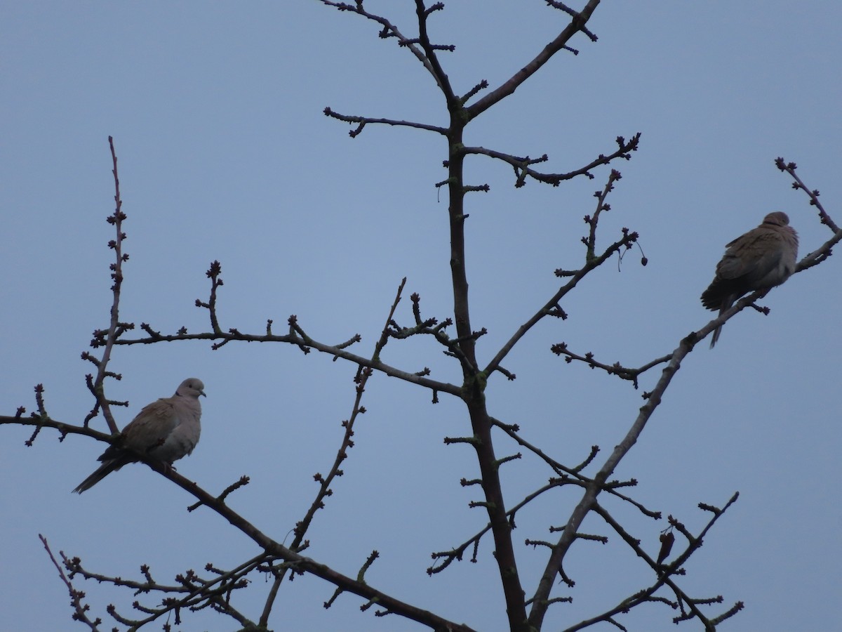 Eurasian Collared-Dove - ML645317220