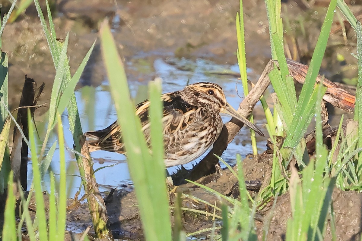 Jack Snipe - ML645317255