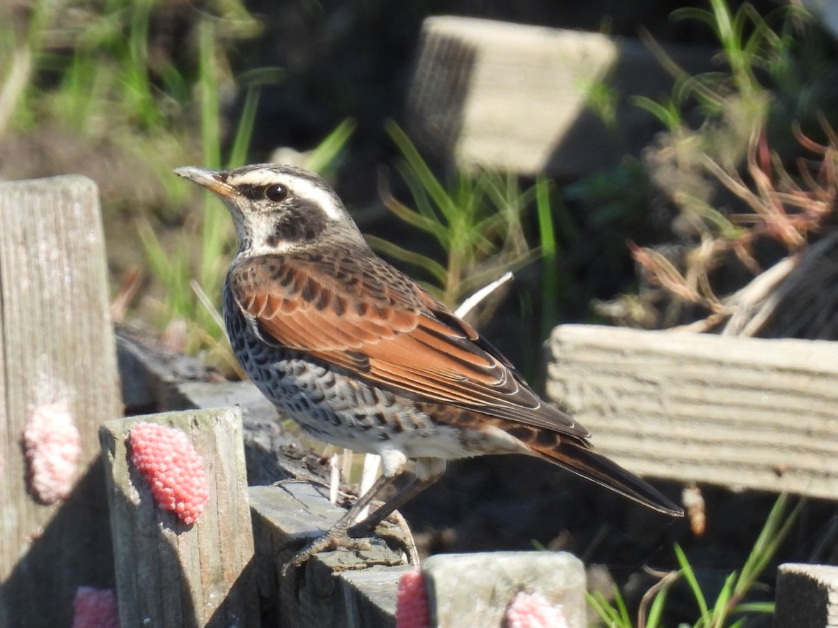 Cesena fosca - ML645317258