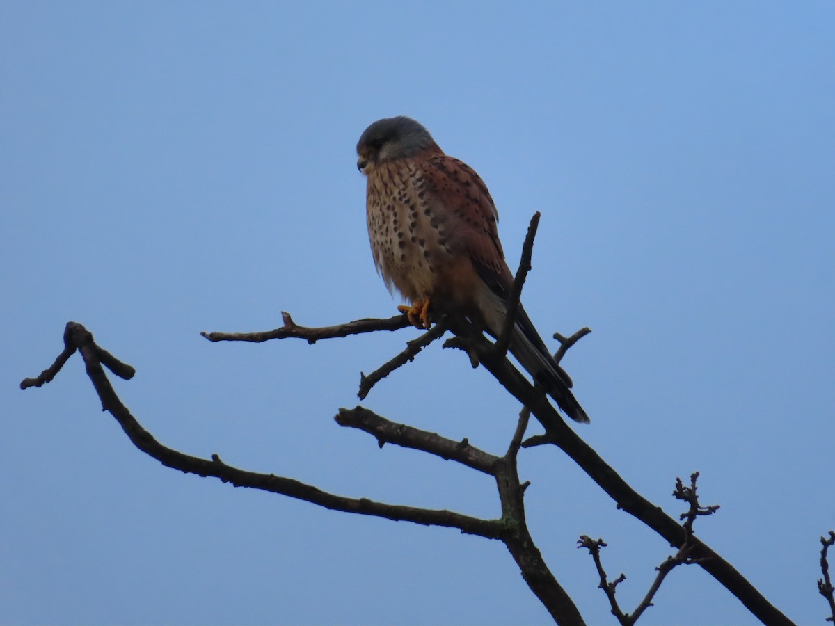 Eurasian Kestrel - ML645317259