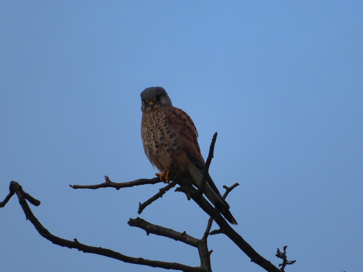 Eurasian Kestrel - ML645317260