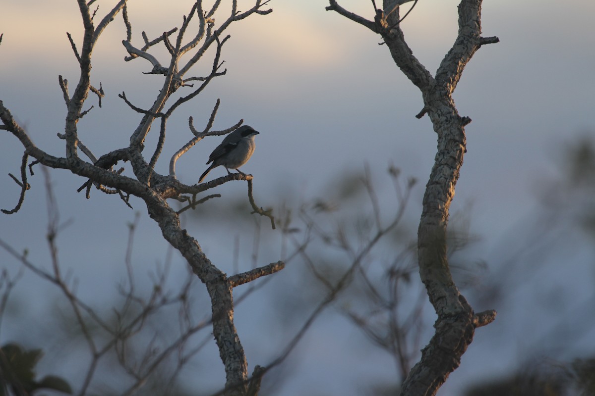 White-banded Tanager - ML645317268