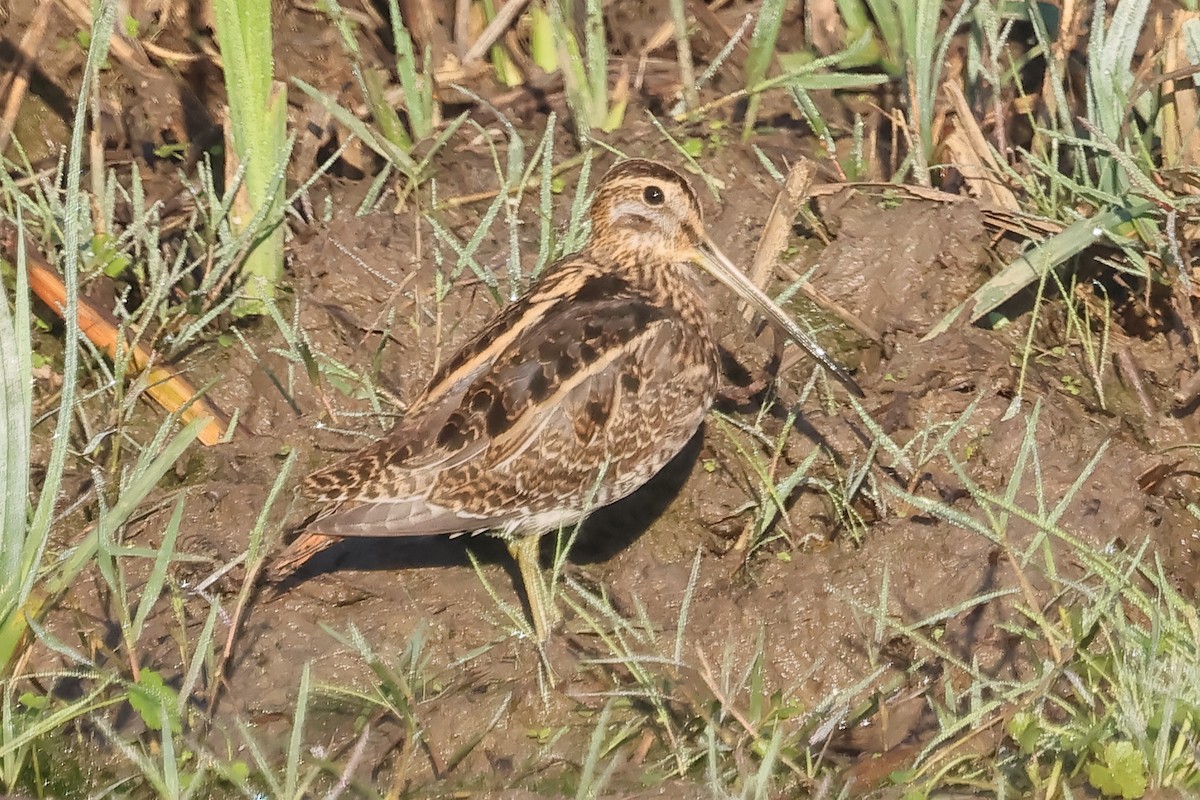 Common Snipe - ML645317269