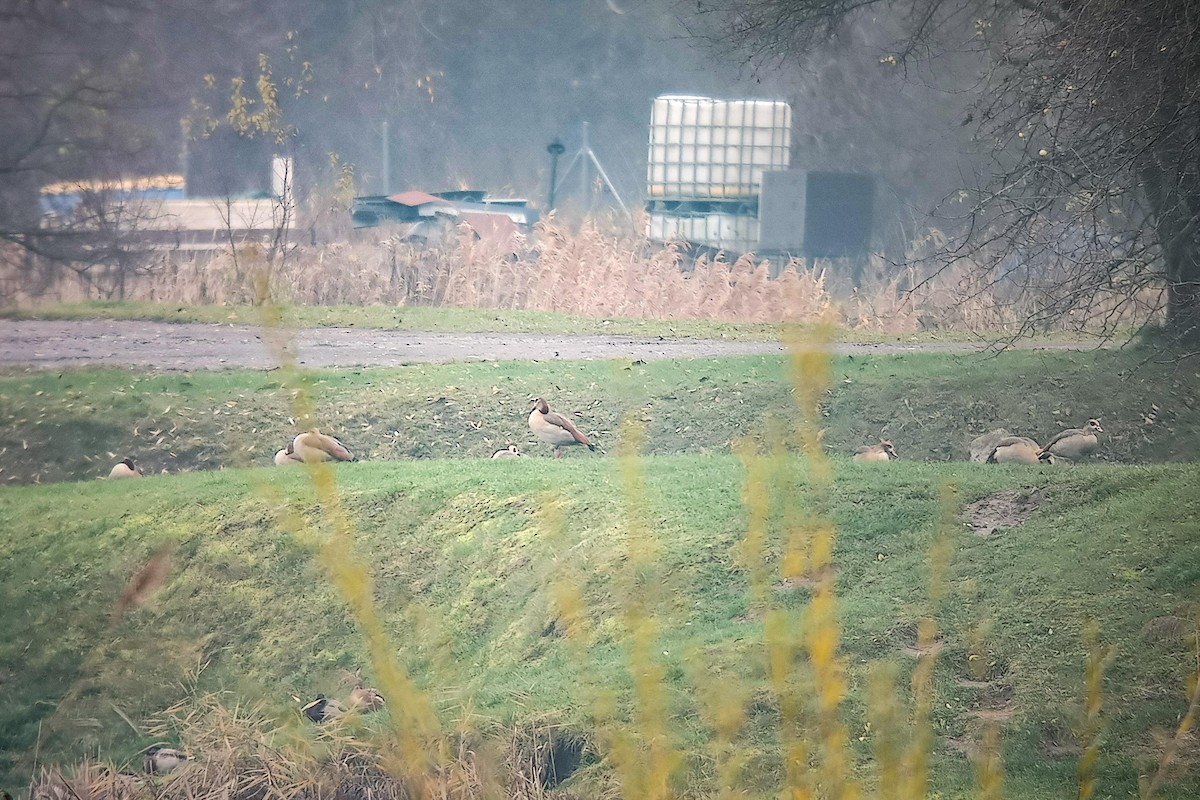 Egyptian Goose - ML645317280