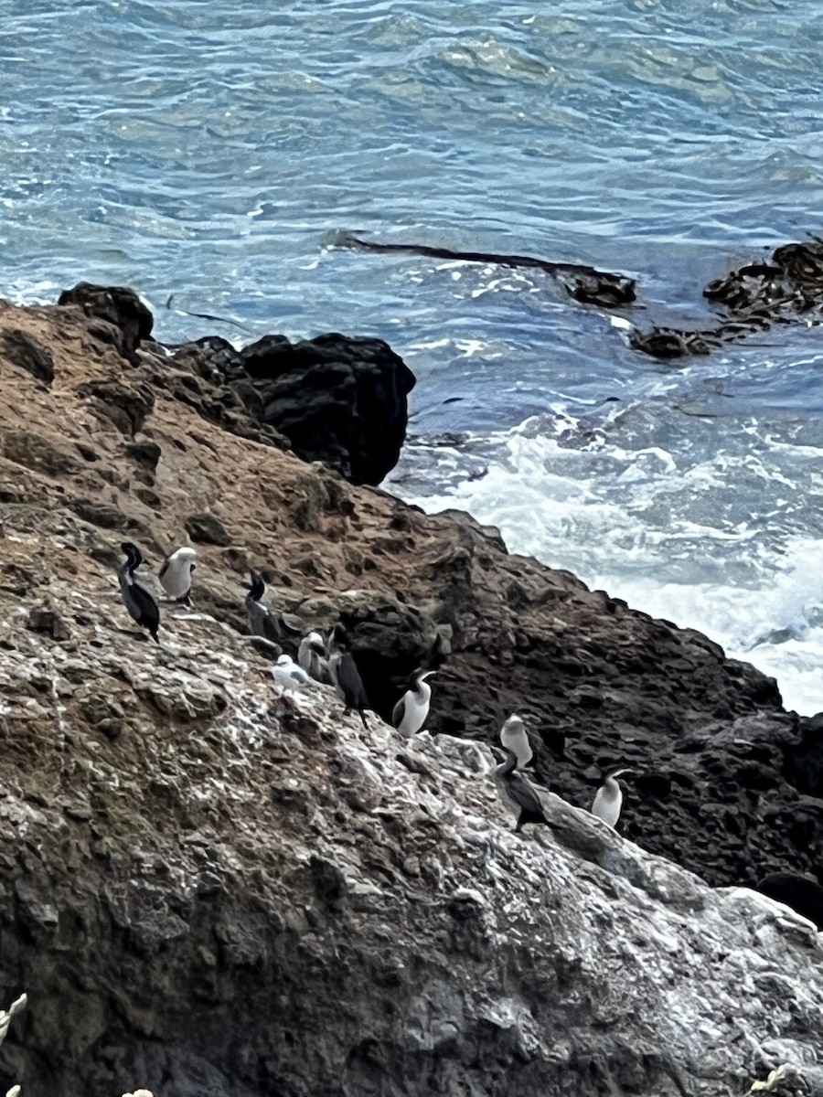 Spotted Shag - ML645317282