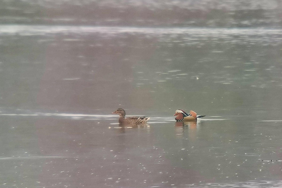 kachnička mandarínská - ML645317288