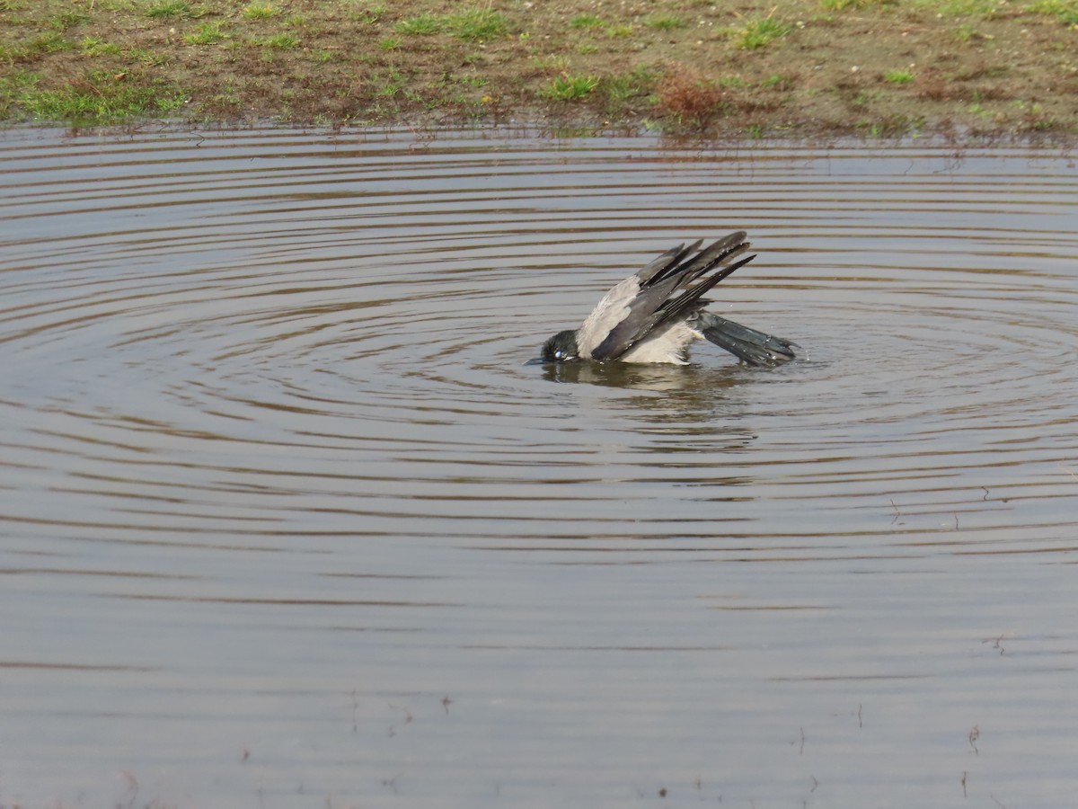 Hooded Crow - ML645317298
