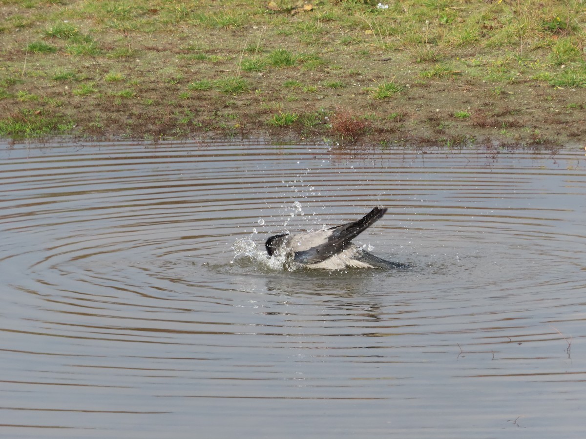 Hooded Crow - ML645317299