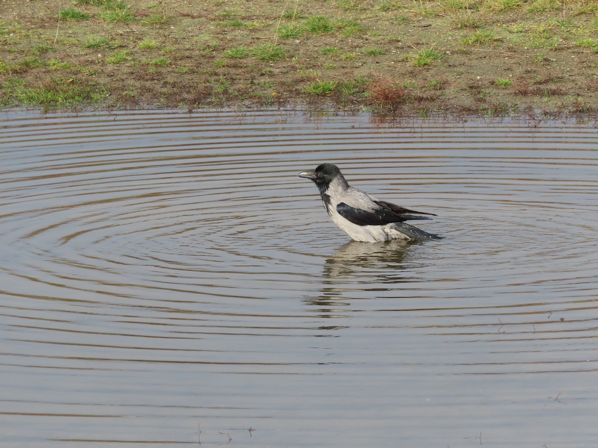 Hooded Crow - ML645317300