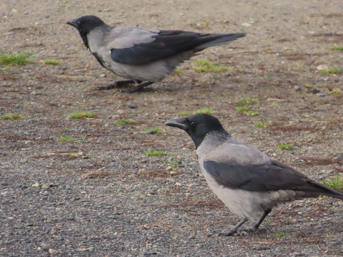 Hooded Crow - ML645317301