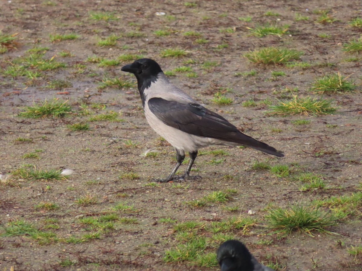 Hooded Crow - ML645317304