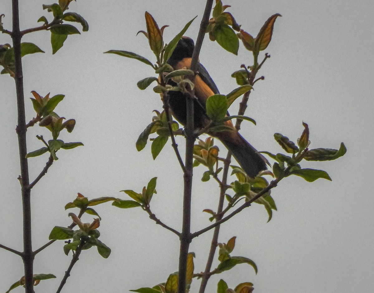 Burnished-buff Tanager - ML645317320