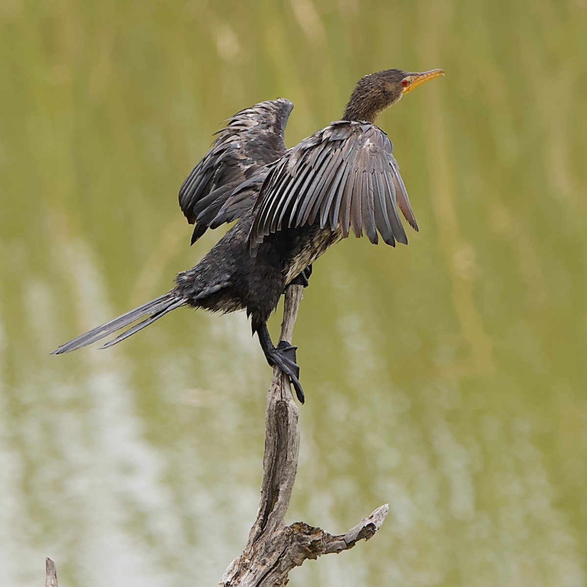 kormorán dlouhoocasý - ML645317328