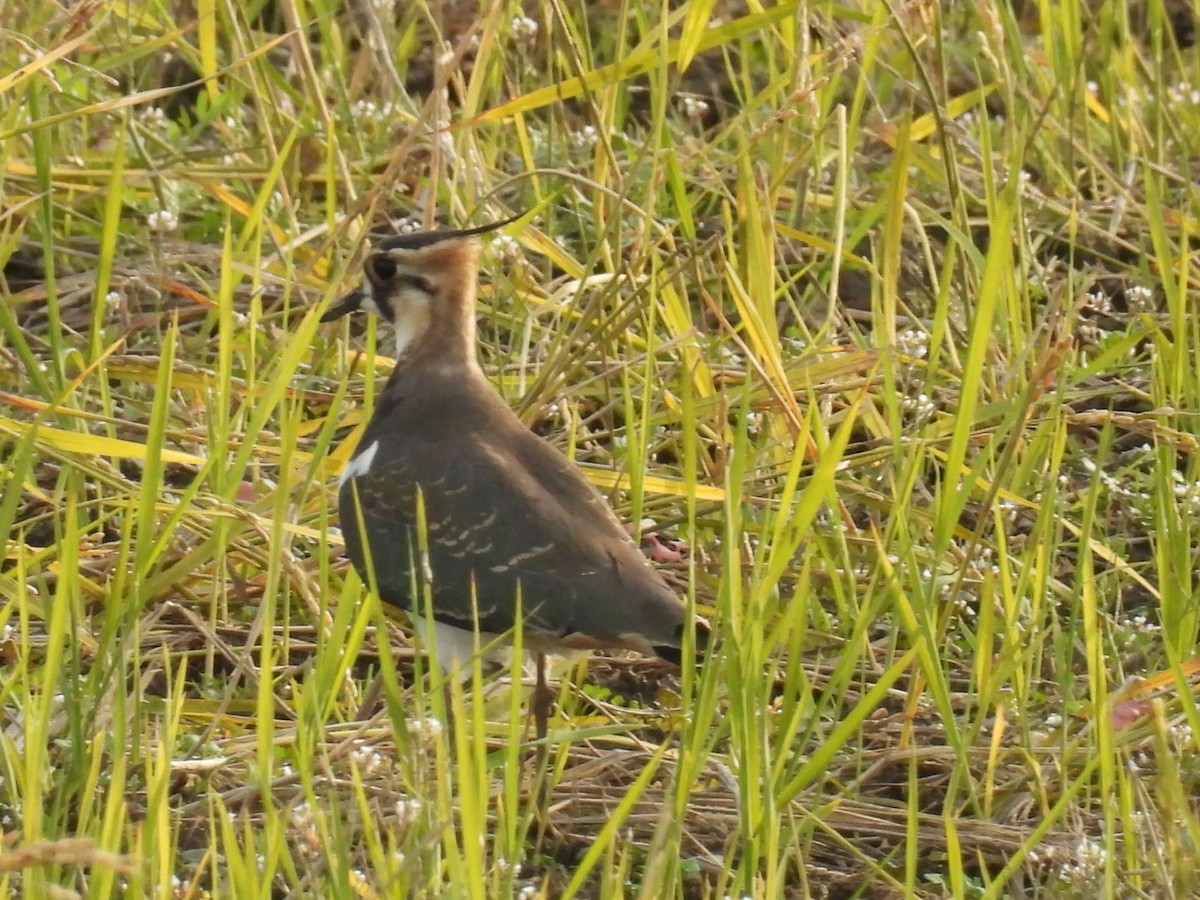 Pavoncella - ML645317330