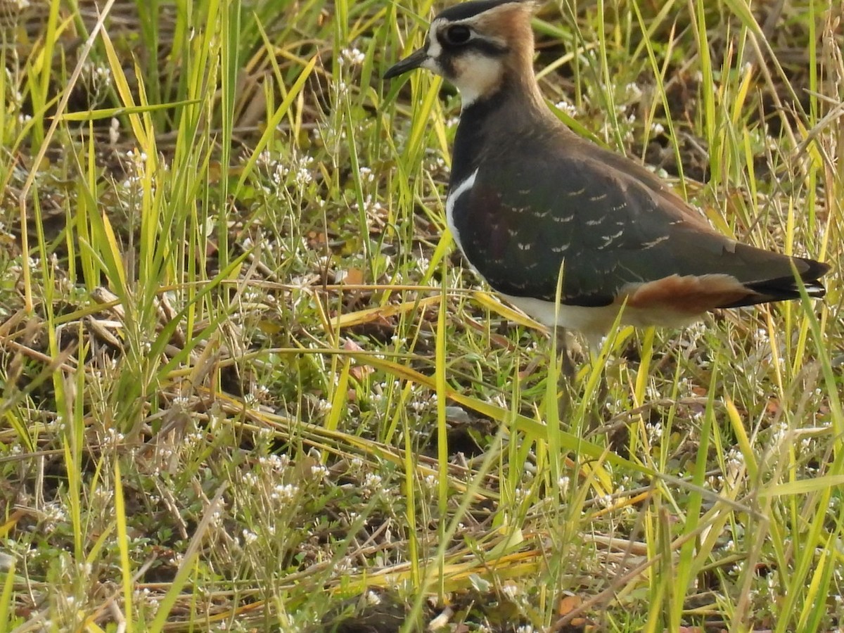 Pavoncella - ML645317331