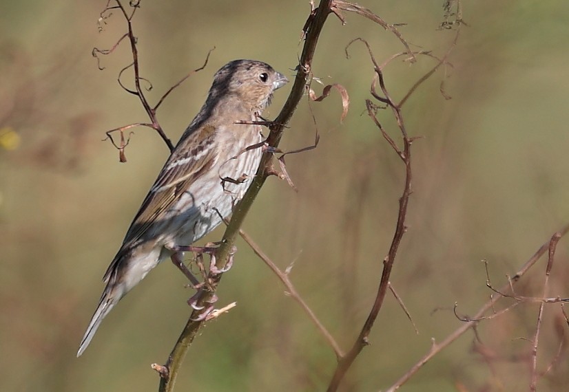 Common Rosefinch - ML645317346
