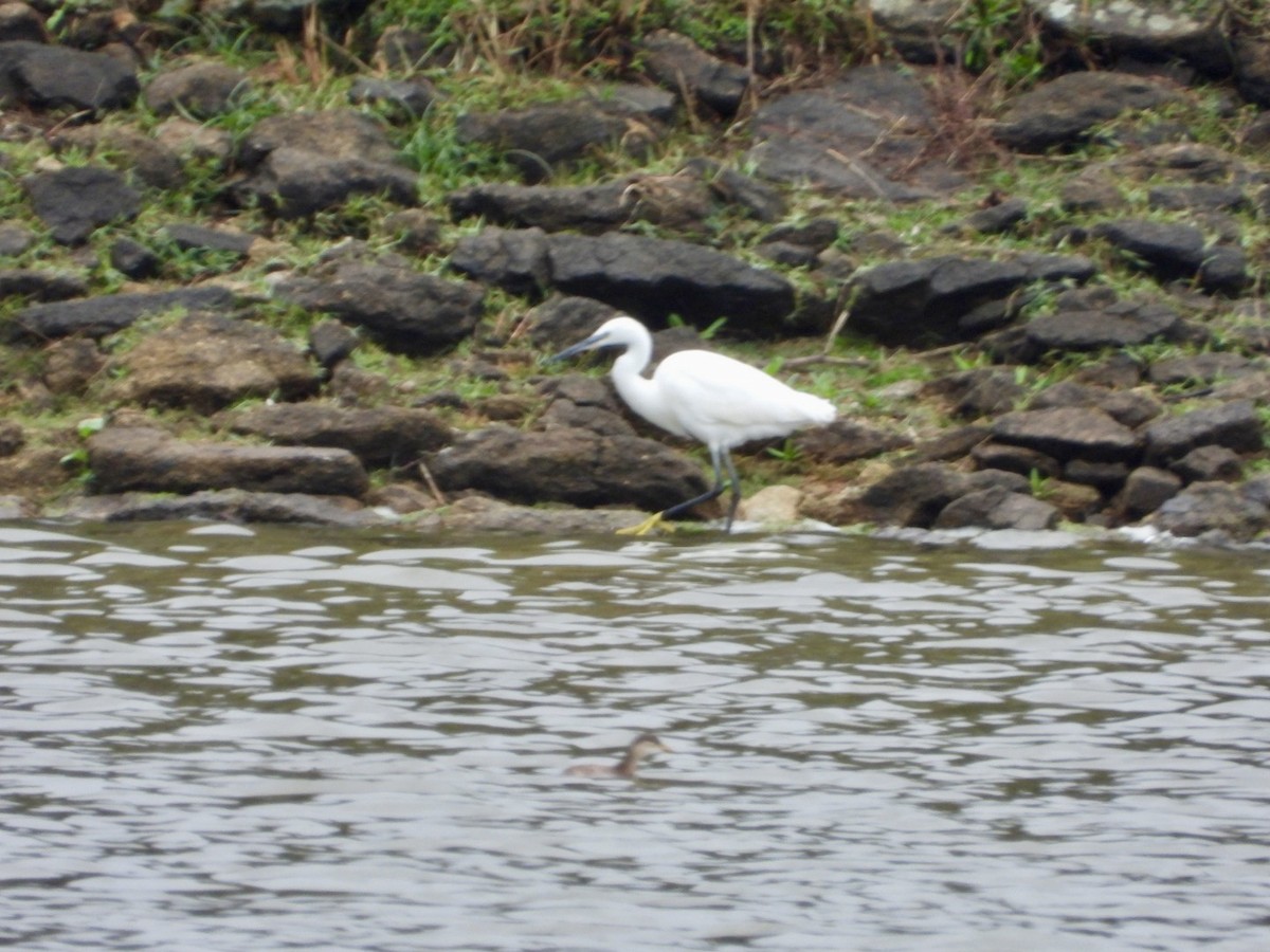 silkehegre - ML645317355