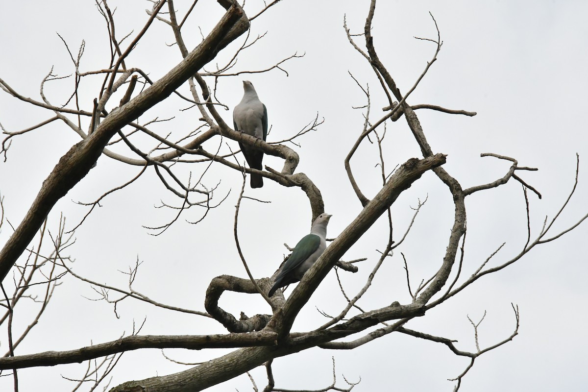 Green Imperial-Pigeon - ML645317370