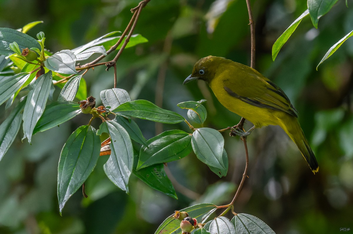 Andaman Bulbul - ML645317395