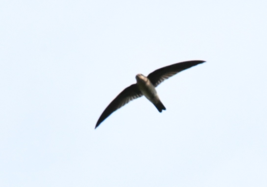 swiftlet sp. - ML645317396