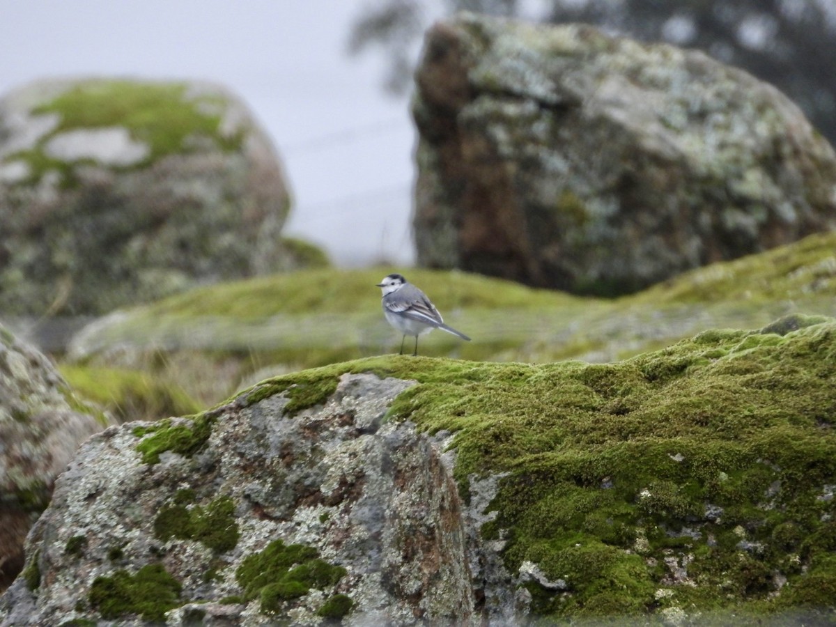 White Wagtail - ML645317399