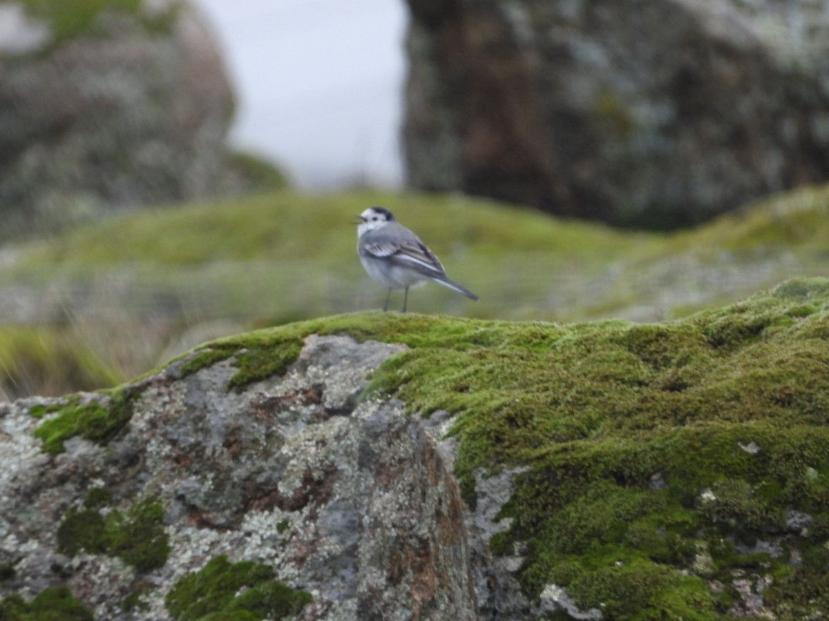 White Wagtail - ML645317400