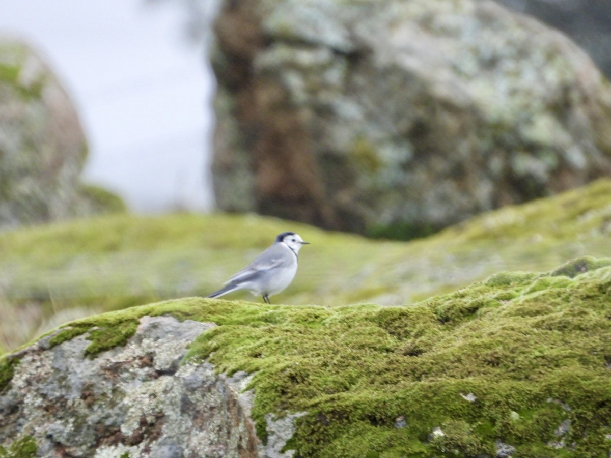 White Wagtail - ML645317401