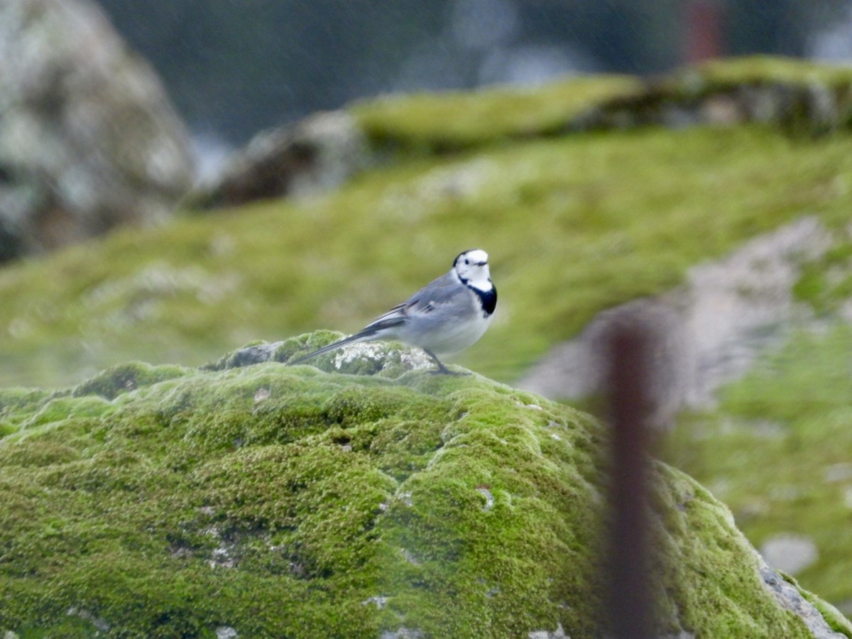White Wagtail - ML645317402