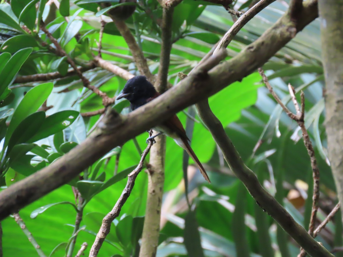 Siyah Japon Monarkı - ML645317407