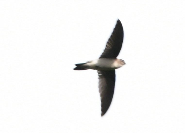 swiftlet sp. - ML645317415