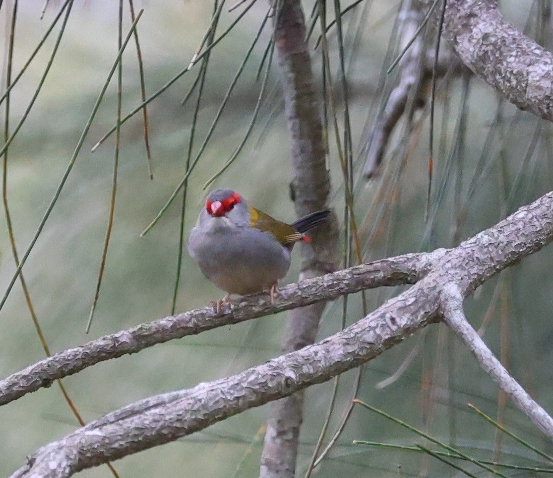 Краснобровая амадина - ML645317426