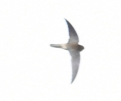 swiftlet sp. - ML645317432
