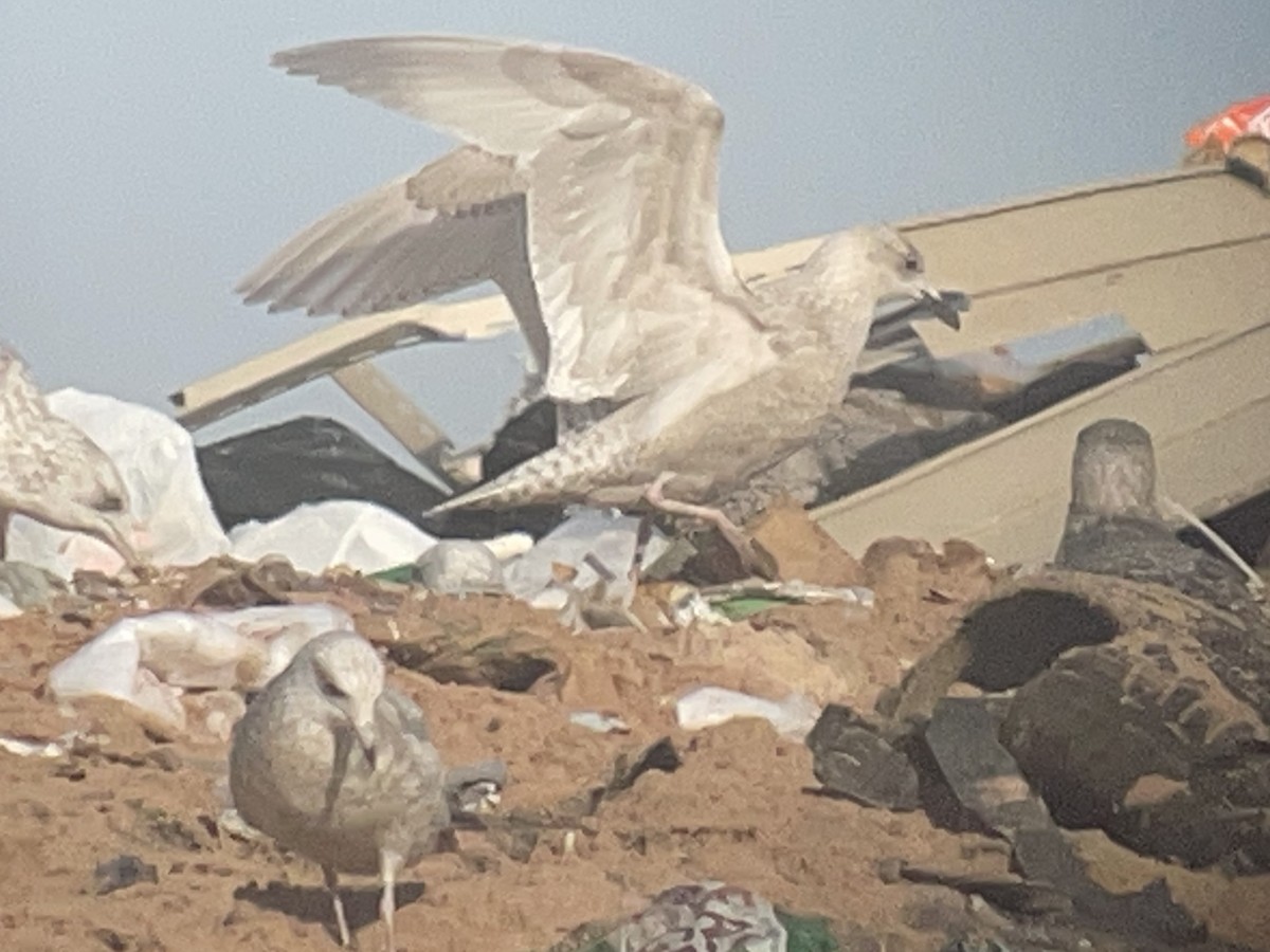Iceland Gull (kumlieni) - ML645317445