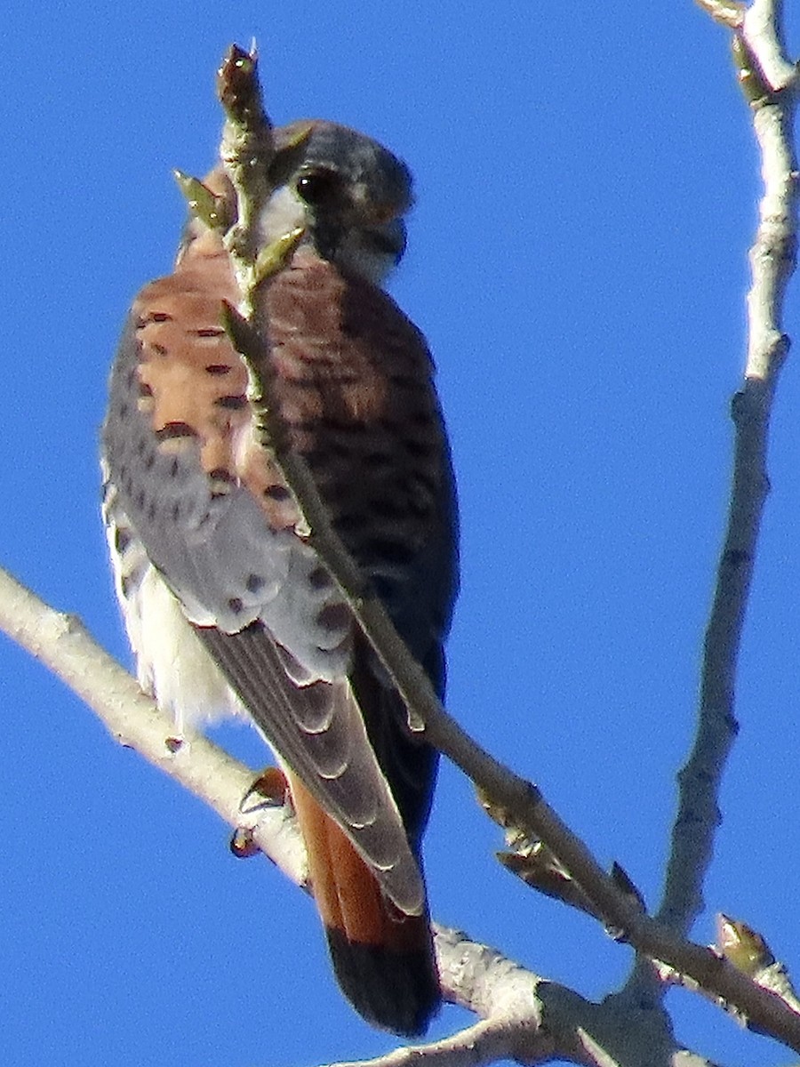 アメリカチョウゲンボウ - ML645317454