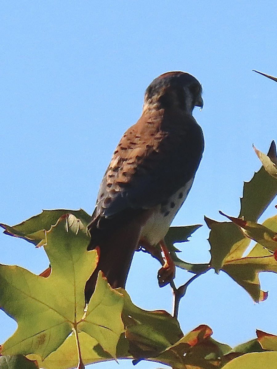 アメリカチョウゲンボウ - ML645317455
